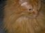 Blanding af racer Simba *2001-2010*