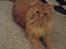 Blanding af racer Simba *2001-2010*