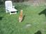 Blanding af racer Simba *2001-2010*