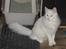 Tyrkisk Angora Calypso de la Mer de Marm