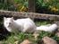 Tyrkisk Angora Calypso de la Mer de Marm