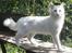Tyrkisk Angora Calypso de la Mer de Marm