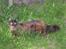 Tyrkisk Angora Fast Paws Igim