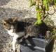 Huskat Cassiopaia
