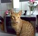 Ocicat Ozzy