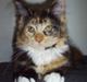 Maine Coon Abby coon's Belisha