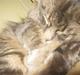 Maine Coon Ziggi  /u. stamtavle