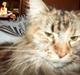 Maine Coon DK Vingsteds Nala