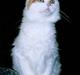 Tyrkisk Van Asturia's Nala