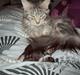 Maine Coon DK Zain Marquis´s Dodo