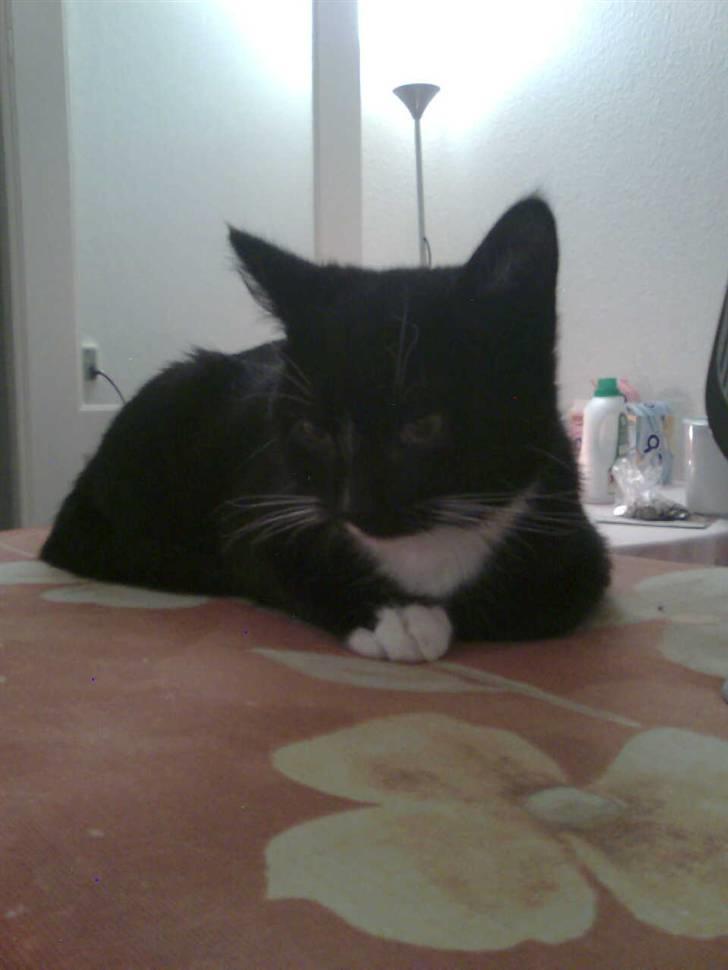 Huskat Nala billede 1