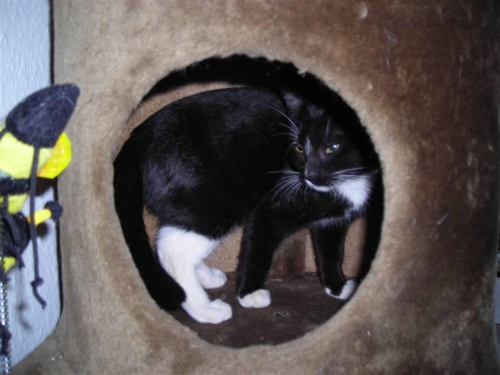 Huskat Nala billede 2