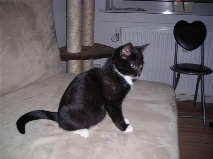 Huskat Nala billede 3