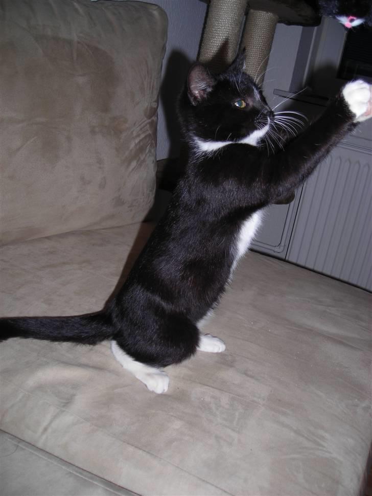 Huskat Nala billede 4