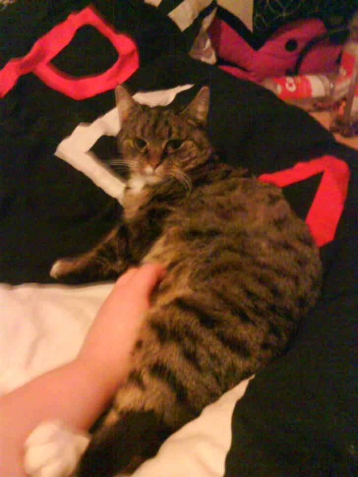 Blanding af racer Missemor R.I.P billede 11