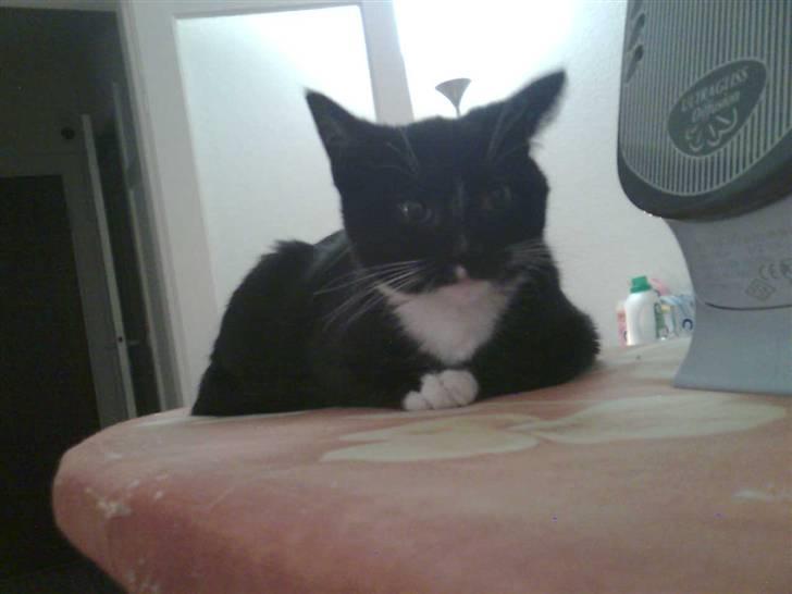 Huskat Nala billede 5