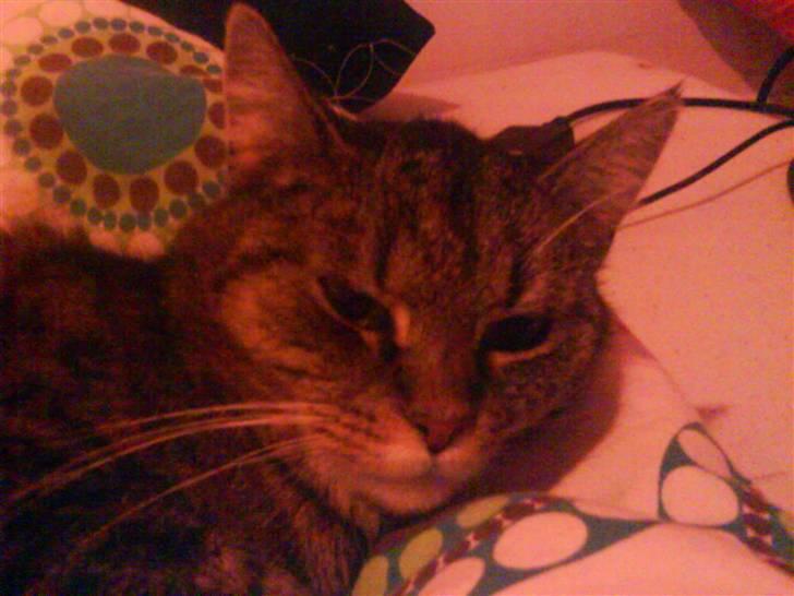 Blanding af racer Missemor R.I.P billede 12