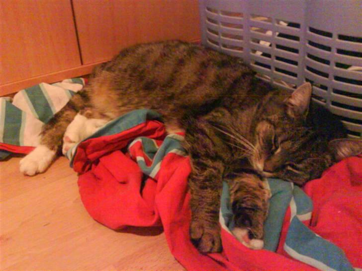 Blanding af racer Missemor R.I.P billede 13