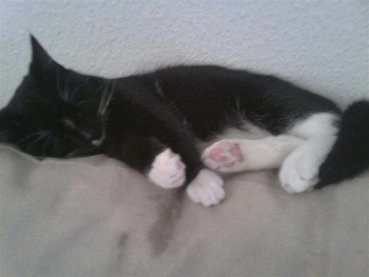 Huskat Nala billede 6