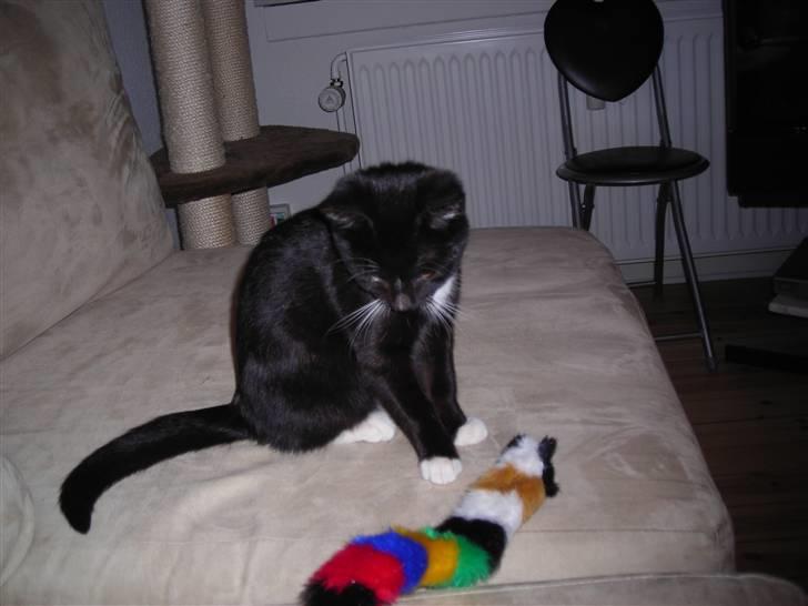 Huskat Nala billede 7