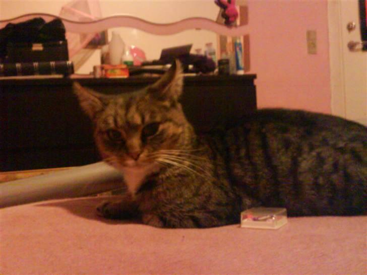 Blanding af racer Missemor R.I.P billede 14