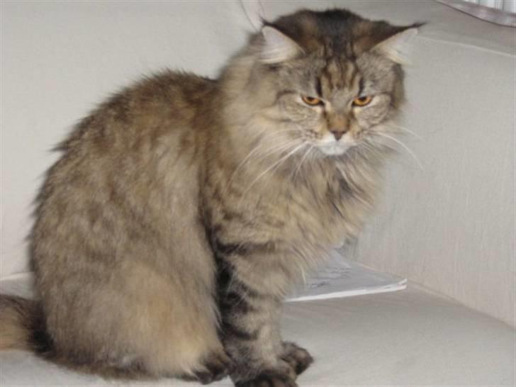 Maine Coon Alma billede 2
