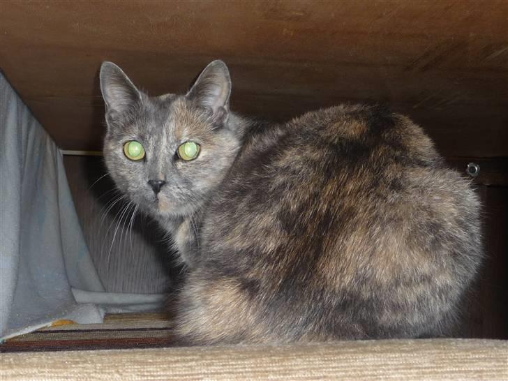 Blanding af racer Duchess billede 5