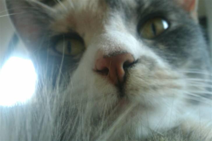 Huskat Tazi billede 9