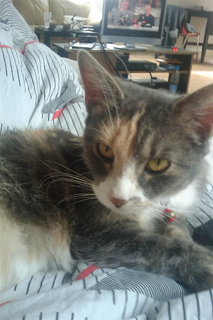 Huskat Tazi billede 10