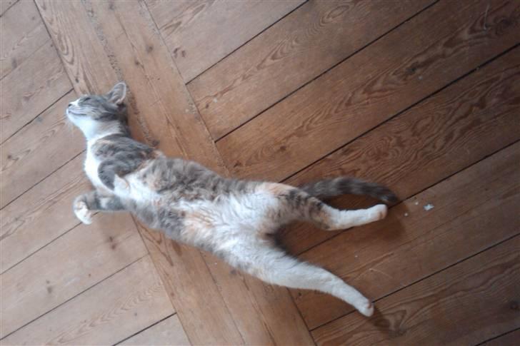 Huskat Tazi billede 11