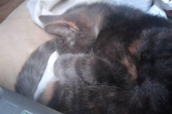 Huskat Tazi billede 12