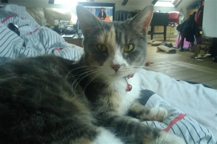 Huskat Tazi billede 13