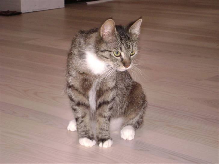 Blanding af racer Balou  billede 1