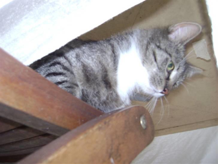 Blanding af racer Balou  billede 2