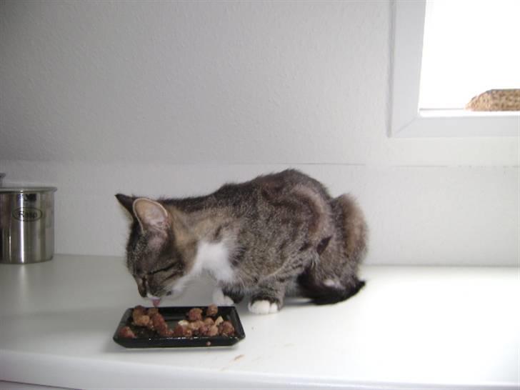 Blanding af racer Balou  billede 3