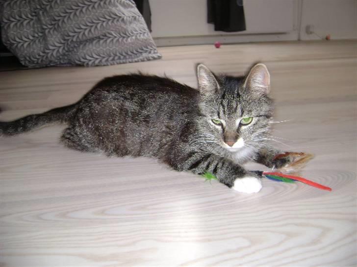 Blanding af racer Balou  billede 4