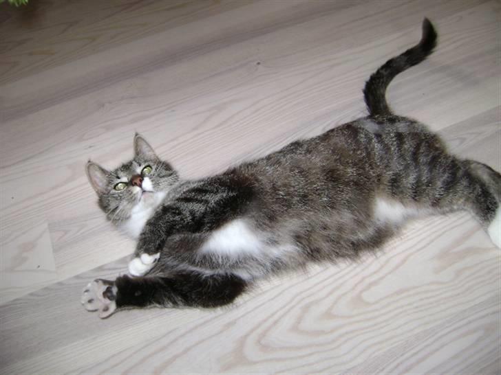 Blanding af racer Balou  billede 5