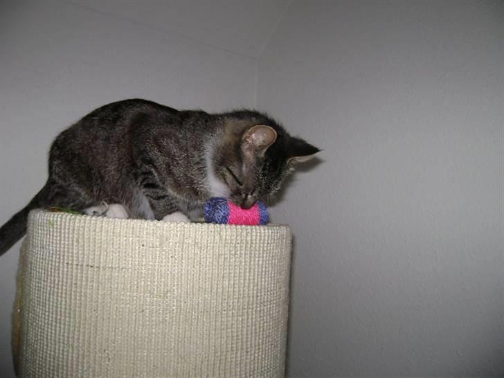 Blanding af racer Balou  billede 6