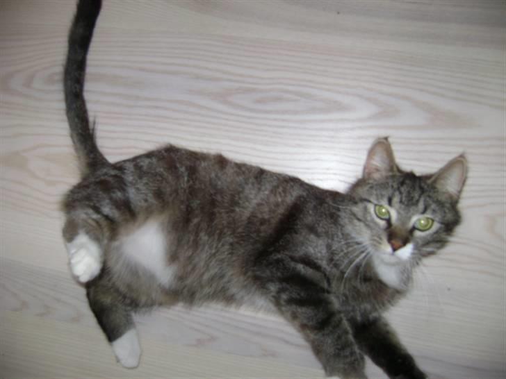 Blanding af racer Balou  billede 7