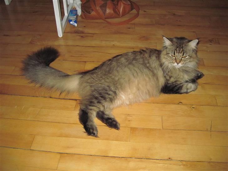 Maine Coon Alma billede 3