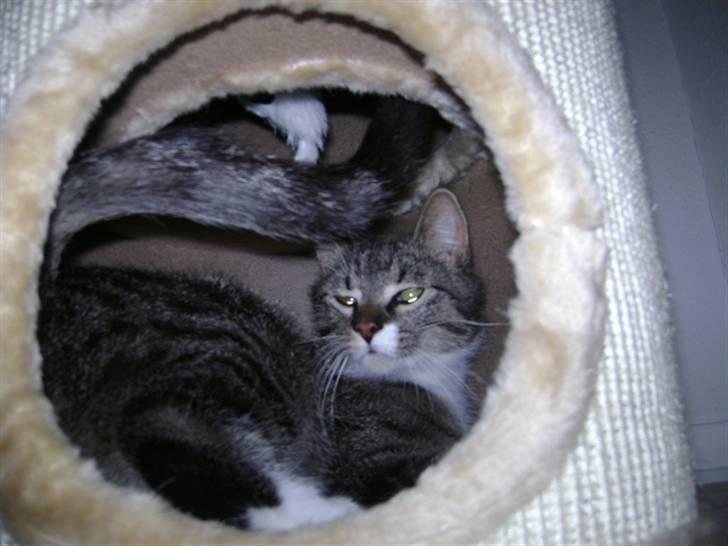 Blanding af racer Balou  billede 8