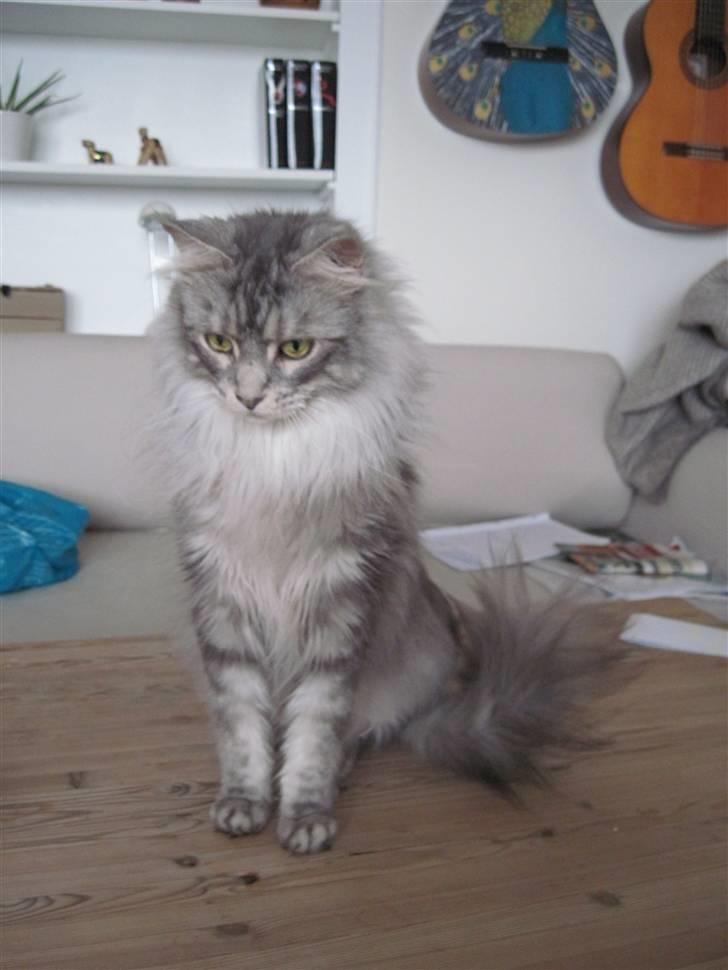 Blanding af racer Bjørk billede 1