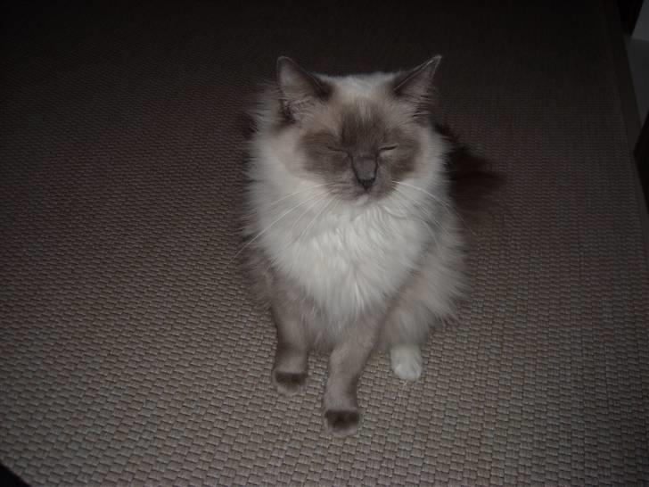 Ragdoll DK X-Colours Frida  - Smut lige med den blitz billede 5