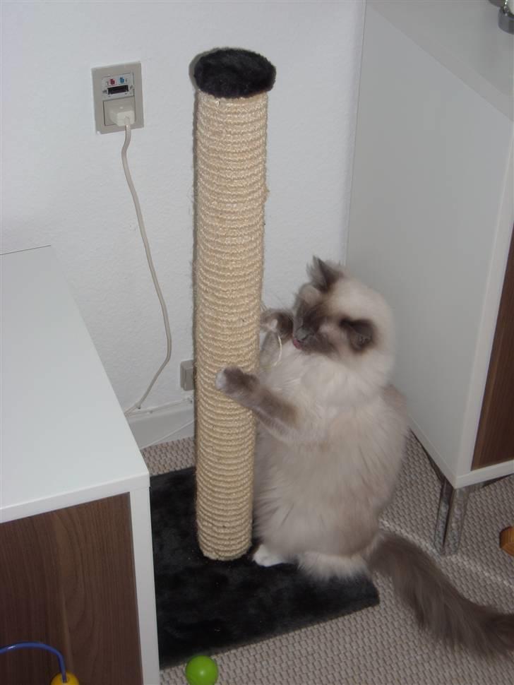 Ragdoll DK X-Colours Frida  billede 6