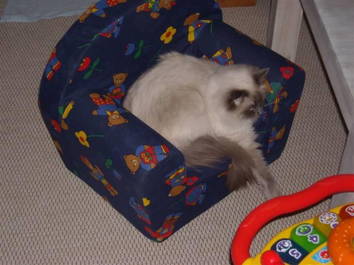 Ragdoll DK X-Colours Frida  billede 7