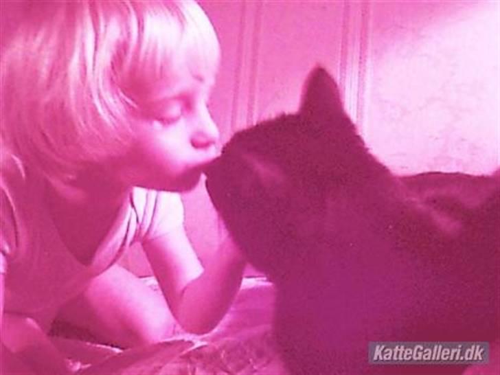 Huskat Gismo billede 4