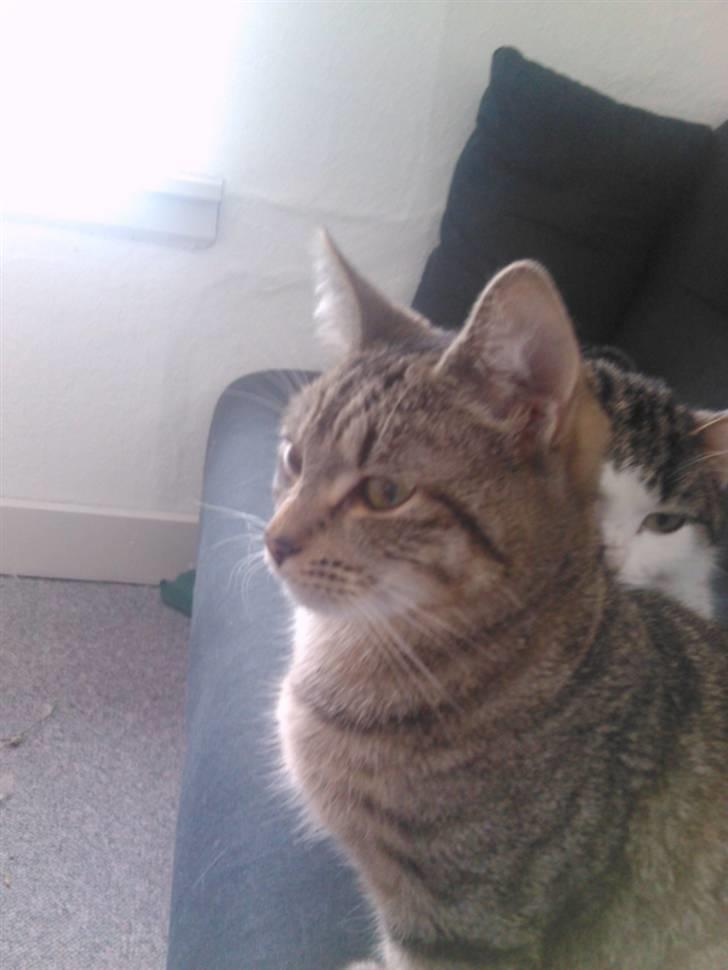 Huskat Psygo - Stener billede 1