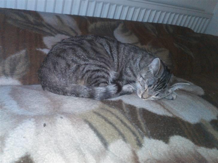 Huskat Psygo billede 2