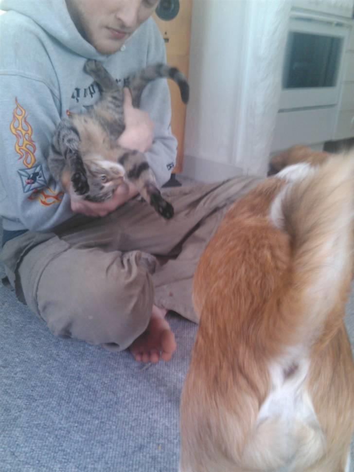 Huskat Psygo - Lejer med min ven splindt billede 3