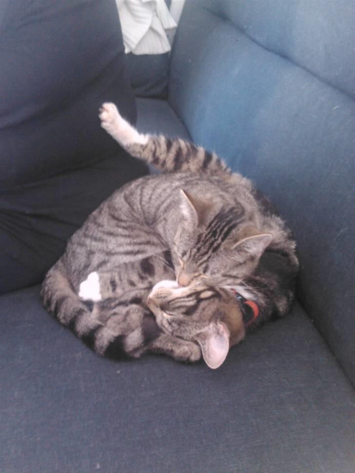 Huskat Psygo - Putter med min bror billede 4